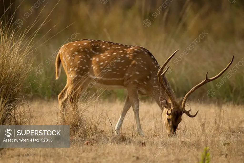 Chital Or Cheetal, Aka Spotted Deer, Axis Axis,In Kanha National Park, Madhya Pradesh, India