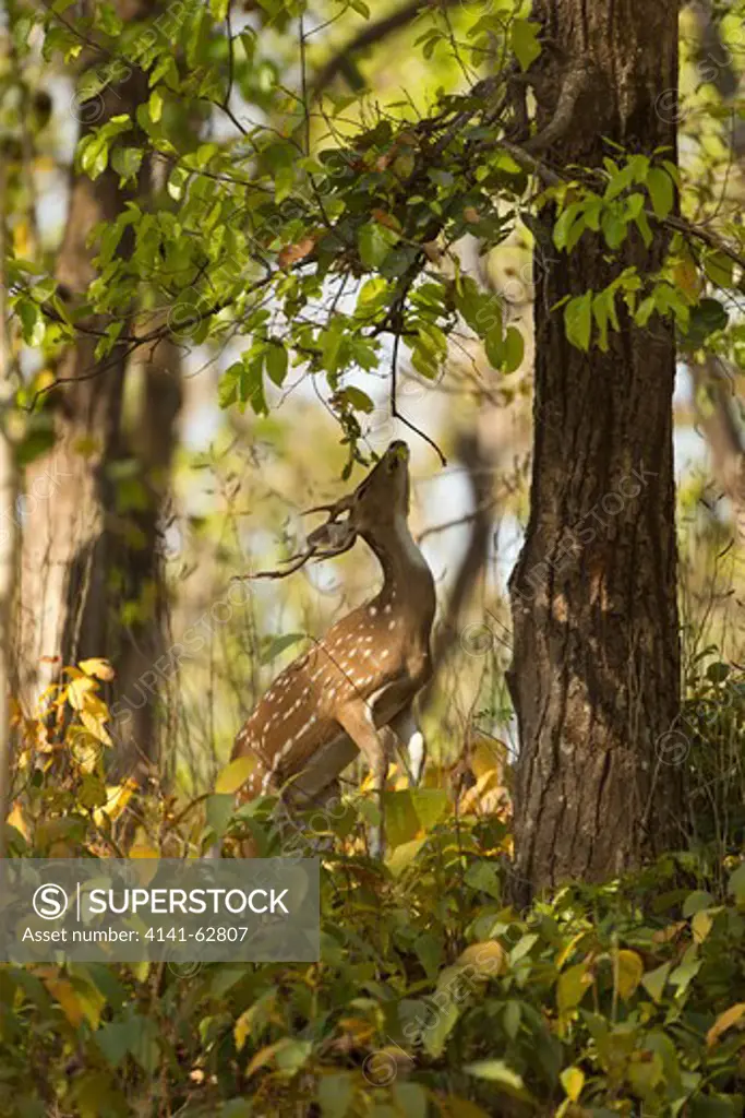 Chital Or Cheetal, Aka Spotted Deer, Axis Axis,In Kanha National Park, Madhya Pradesh, India