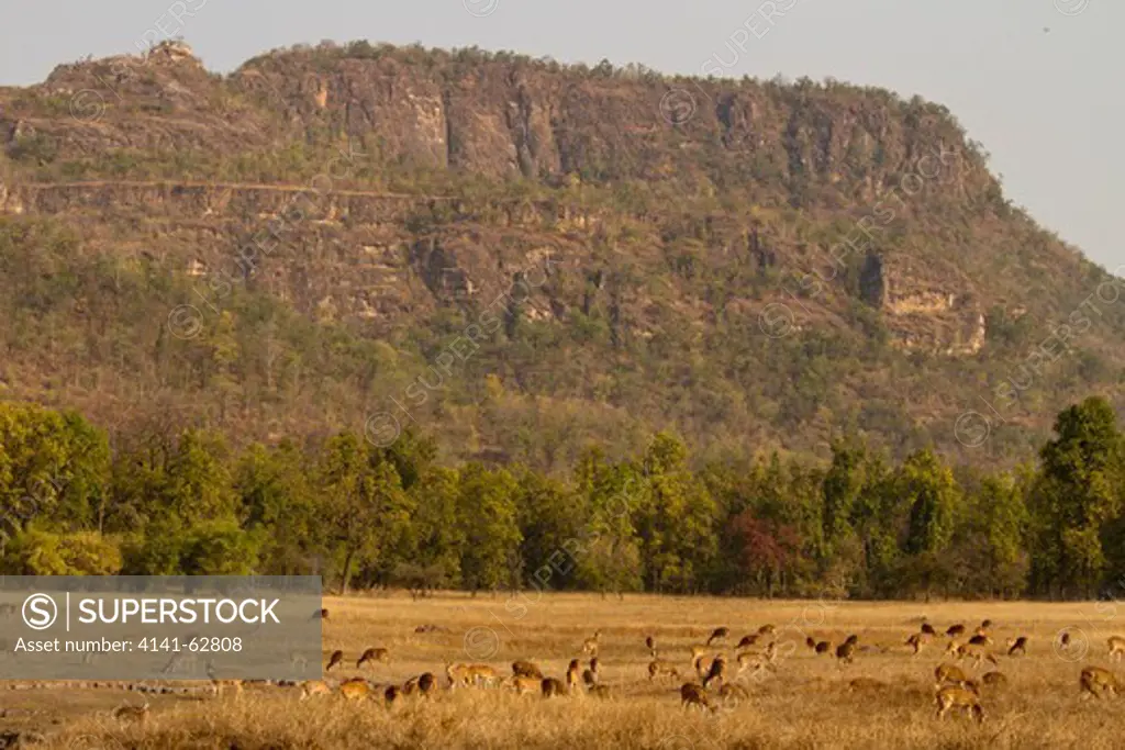 Chital Or Cheetal, Aka Spotted Deer, Axis Axis, Grazing In Bandhavgarh National Park, Madhya Pradesh, India, Asia
