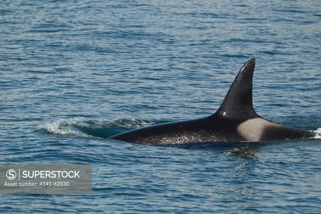 Orca, Orcinus Orca, Killer Whales, Swimming, Dorsal Fin, Female, Off Cape Bradshaw, Frederick Sound, Se Alaska, Usa