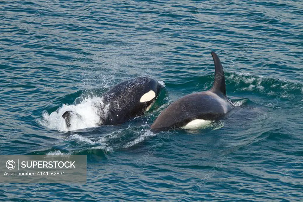 Orca, Orcinus Orca, Killer Whale, Off Cape Fanshaw, Frederick Sound, Swimming, Se Alaska, Usa