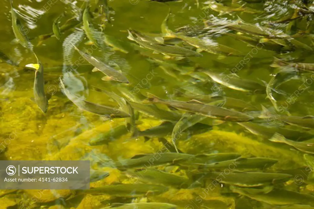 Pink Salmon Or Humpback Salmon, Oncorhynchus Gorbuscha, In Spawning Stream, Gambier Bay, Baranof Island, Se Alaska, Usa