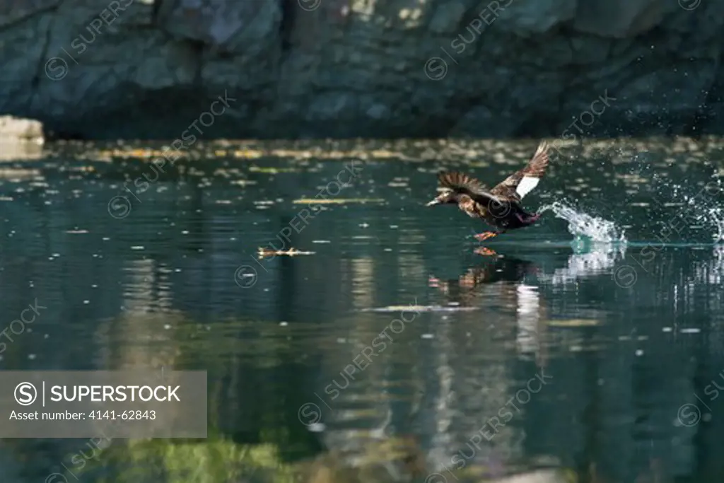 White-Winged Scoter, Melanitta Deglandi, Seaduck, Running On Water To Take Off To Fly, Geographic Harbor, Coastal Katmai National Park, Sw Alaska, Usa