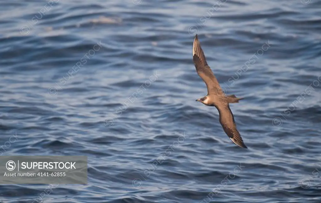 Arctic Skua Stercorarius Parasiticus   An Adult Flying Low Over The Water. July.   Shetland Islands, Scotland, Uk