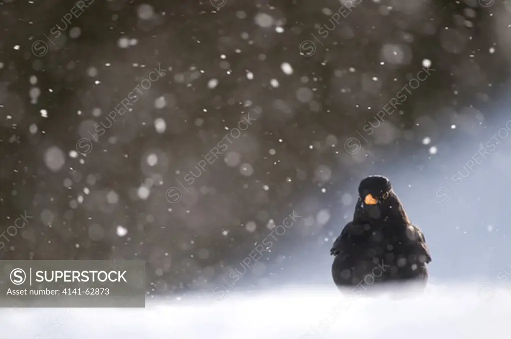 Blackbird Turdus Merula  An Adult Male Foraging On Snow Covered Ground Among Wind Blown Snow.   Derbyshire, Uk.