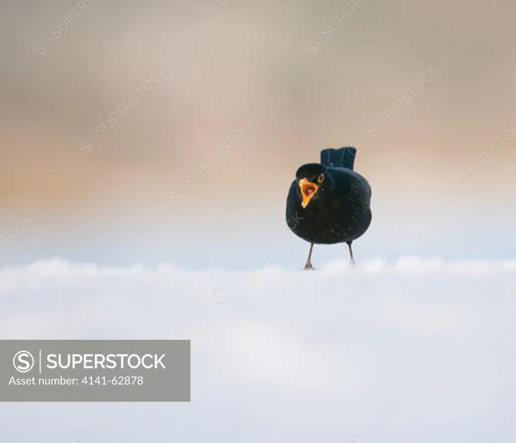 Blackbird Turdus Merula  An Adult Male Feeding On Snow Covered Ground.   Derbyshire, Uk.