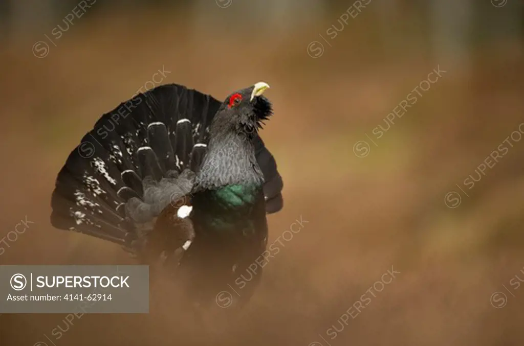 Capercaillie Tetrao Urogallus  A Rogue Male Displaying In A  Forest Clearing.  Cairngorm Mountains National Park, Scotland, Uk.