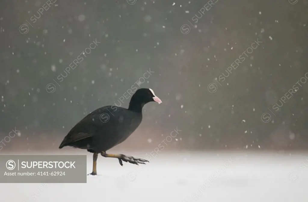 Coot Fulica Atra  An Adult Walking Across A Frozen Lake During A Blizzard.   Derbyshire, Uk