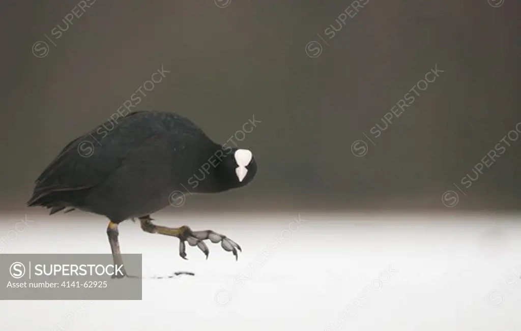 Coot Fulica Atra  An Adult Reveals The Size Of Its Enormous Feet As It Crosses A Frozen Lake.   Derbyshire, Uk