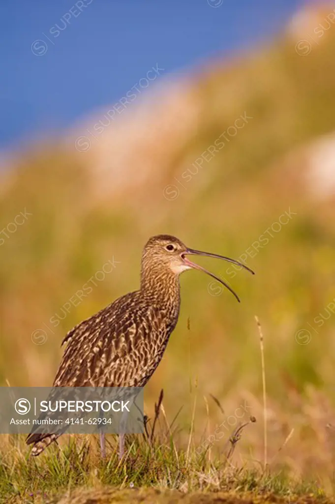 Curlew Numenius Arquata  An Adult Calls From A Coastal Meadow In Golden Evening Light. July.   Shetland Islands, Scotland, Uk