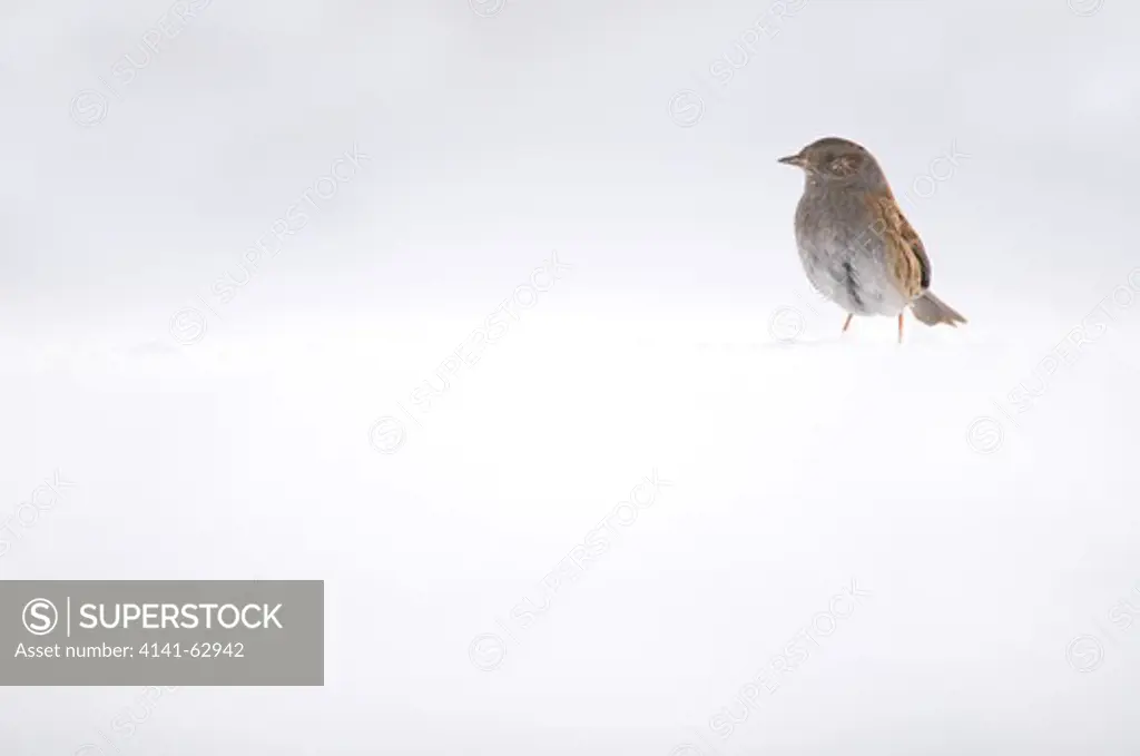 Dunnock Prunella Modularis  Portrait Of An Adult Perched On Snow Covered Ground. January.   Derbyshire, Uk.