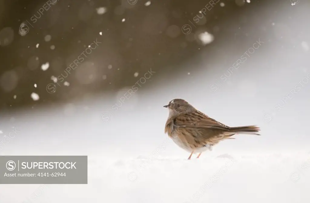 Dunnock Prunella Modularis  Portrait Of An Adult Perched On Snow Covered Ground During A Blizzard. January.   Derbyshire, Uk.