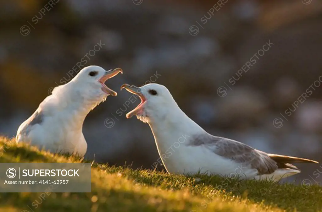 Fulmar Fulmarus Glacialis  Two Adults, Backlit By Evening Light, Engaged In Their Cackling Display.  Monach Islands, Outer Hebrides, Scotland, Uk