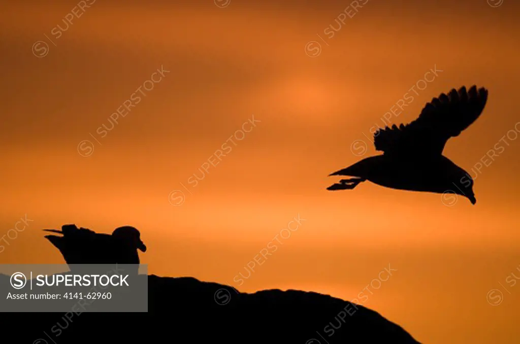 Fulmar Fulmarus Glacialis  The Distinctive Silhouettes Of The Fulmar, One Resting And One In Flight, Photographed Against A Sunset. Monach Islands, Outer Hebrides, Scotland, Uk