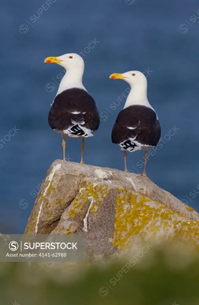 Great Black-Backed Gull Larus Marinus  A Pair Of Adults Perched On A Cliff Top Rock. May.  Saltee Islands, Republic Of Ireland, Uk