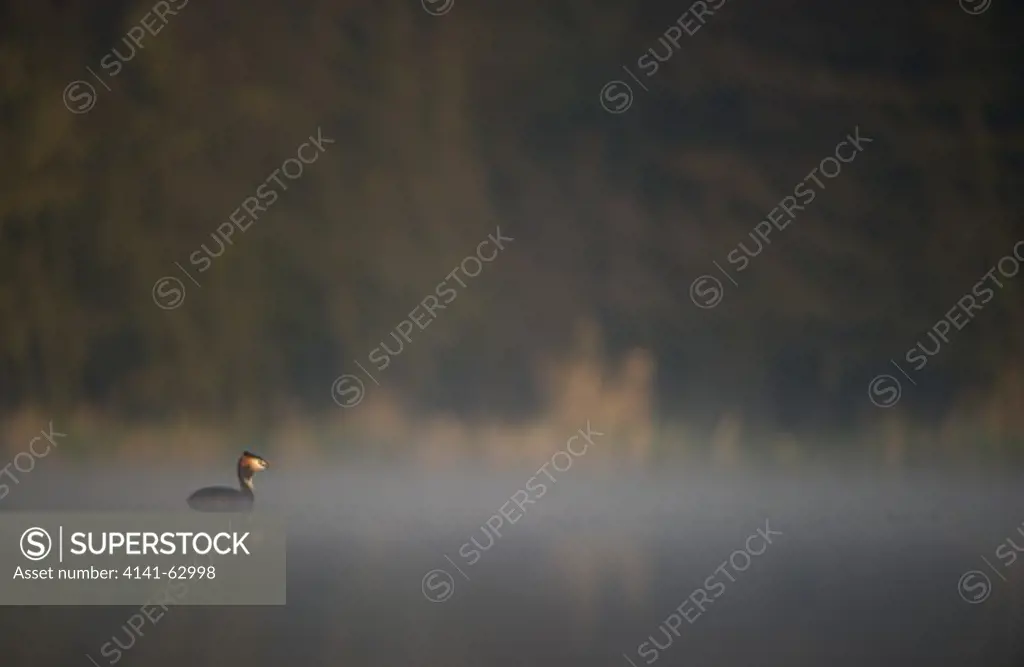 Great Crested Grebe Podiceps Cristatus  An Adult On A Tranquil Lake In Dawn Mist. Derbyshire, Uk