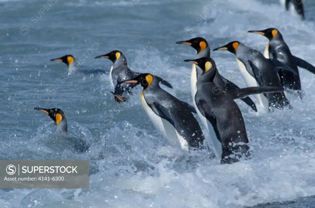 king penguin aptenodytes patagonicus group of eight entering sea salisbury plain, south georgia, south atlantic 