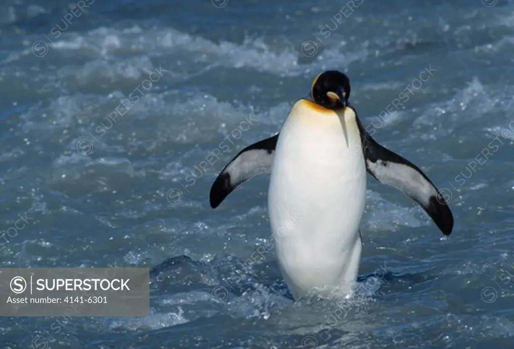 king penguin aptenodytes patagonicus salisbury plain, south gerogia, south atlantic 