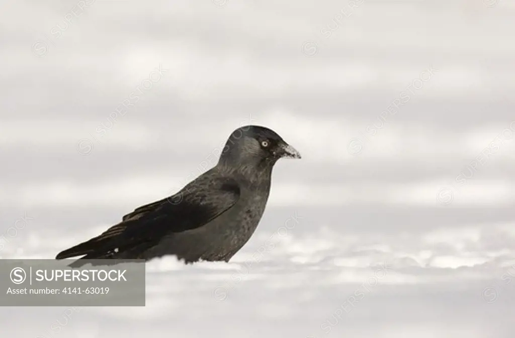 Jackdaw Corvus Monedula  An Adult Foraging On Snow Covered Ground.  Derbyshire, Uk