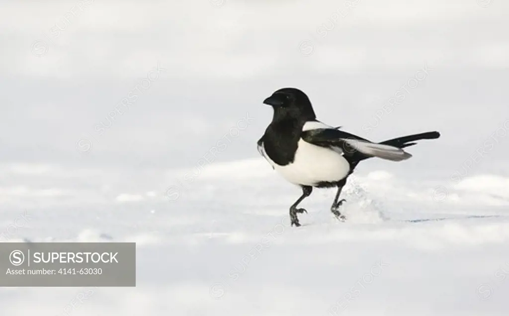 Magpie Pica Pica  An Adult Hopping Along Over Snow Covered Ground.    Derbyshire, Uk