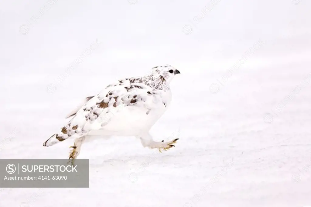 Ptarmigan Lagopus Mutus  An Adult Female In Its White Winter Plumage Running Across A Snow Field. February.   Cairngorm Mountains, Scotalnd, Uk.