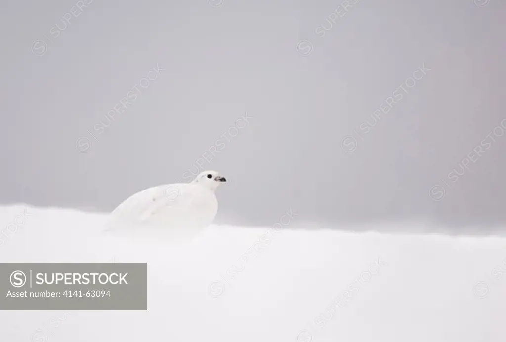 Ptarmigan Lagopus Mutus  An Adult Female With Her White Winter Plumage In Profile On Top Of A Snowy Ridge. February. Cairngorm Mountains, Scotalnd, Uk.