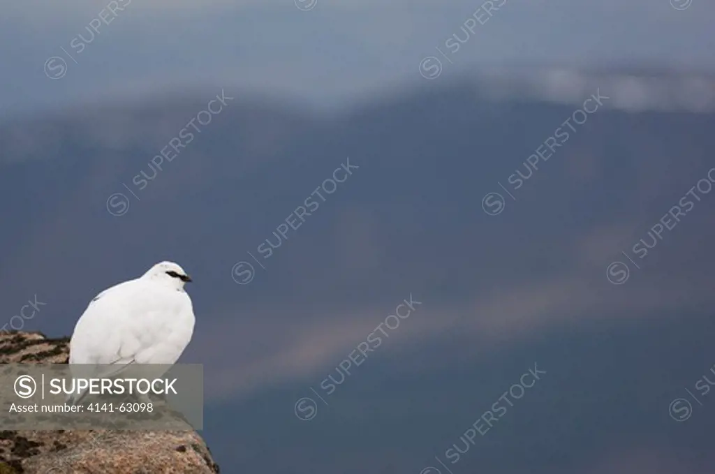 Ptarmigan Lagopus Mutus  An Adult In Its White Winter Plumage At The Top Of A Mountain Ridge. February. Cairngorm Mountains, Scotalnd, Uk.