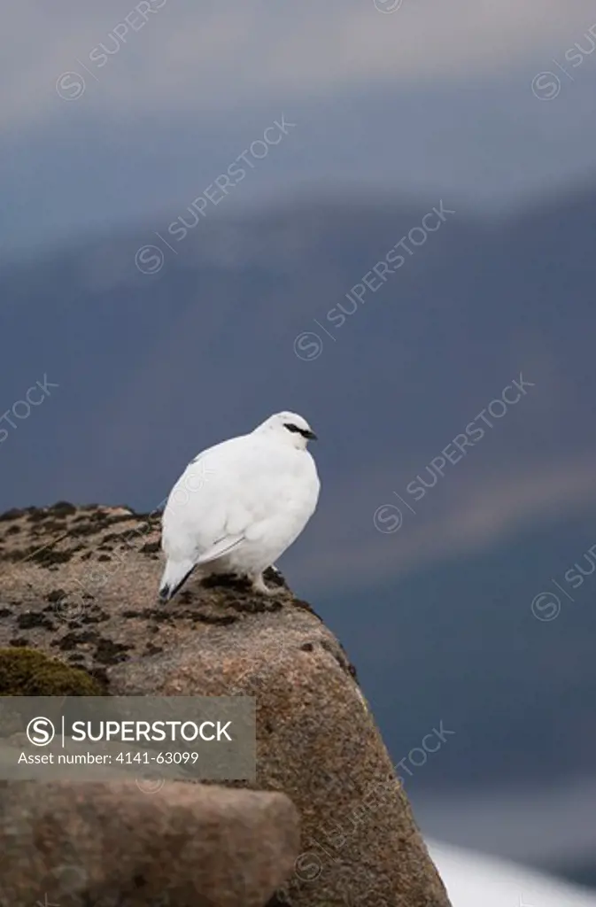 Ptarmigan Lagopus Mutus  An Adult Male In Its White Winter Plumage At The Top Of A Mountain Ridge. February. Cairngorm Mountains, Scotalnd, Uk.