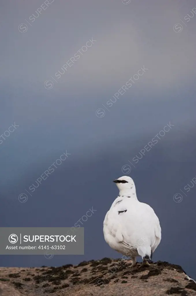 Ptarmigan Lagopus Mutus  An Adult Male In Its White Winter Plumage At The Top Of A Mountain Ridge. February. Cairngorm Mountains, Scotalnd, Uk.