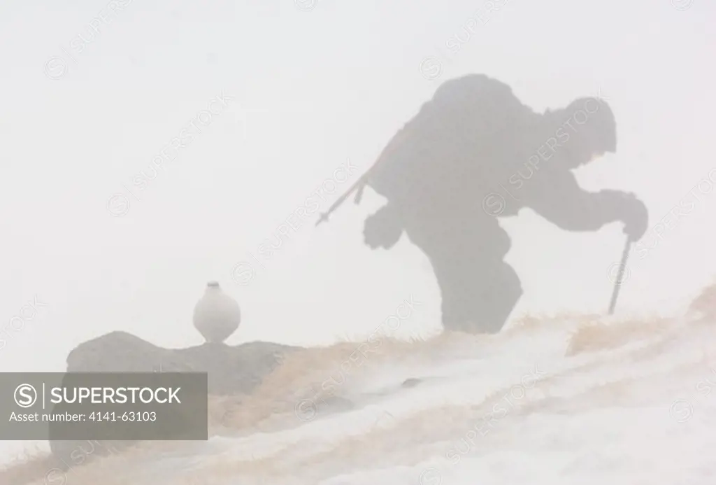 Ptarmigan Lagopus Mutus  An Adult Seems Relaxed On An Exposed Ridge As A Climber Trudges Past During A Blizzard. February.   Cairngorm Mountains, Scotalnd, Uk.