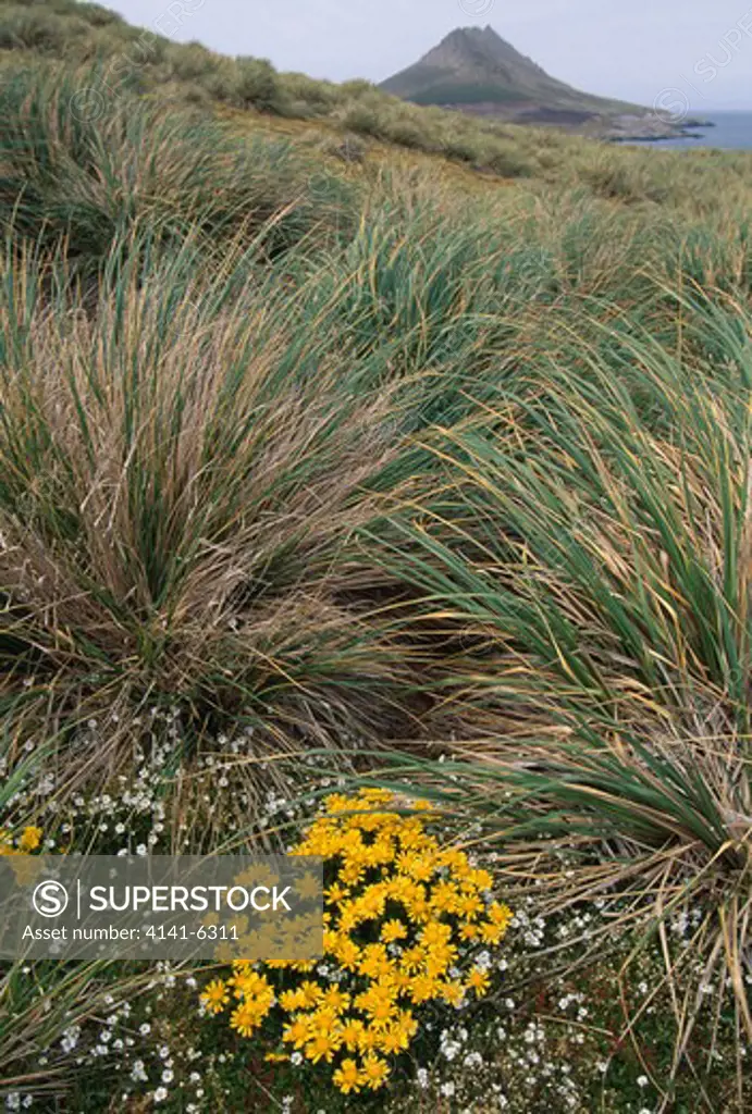 yellow daisy clump in flower senecio littoralis amidst tussock grass steeple jason is, falkland islands, south atlantic 