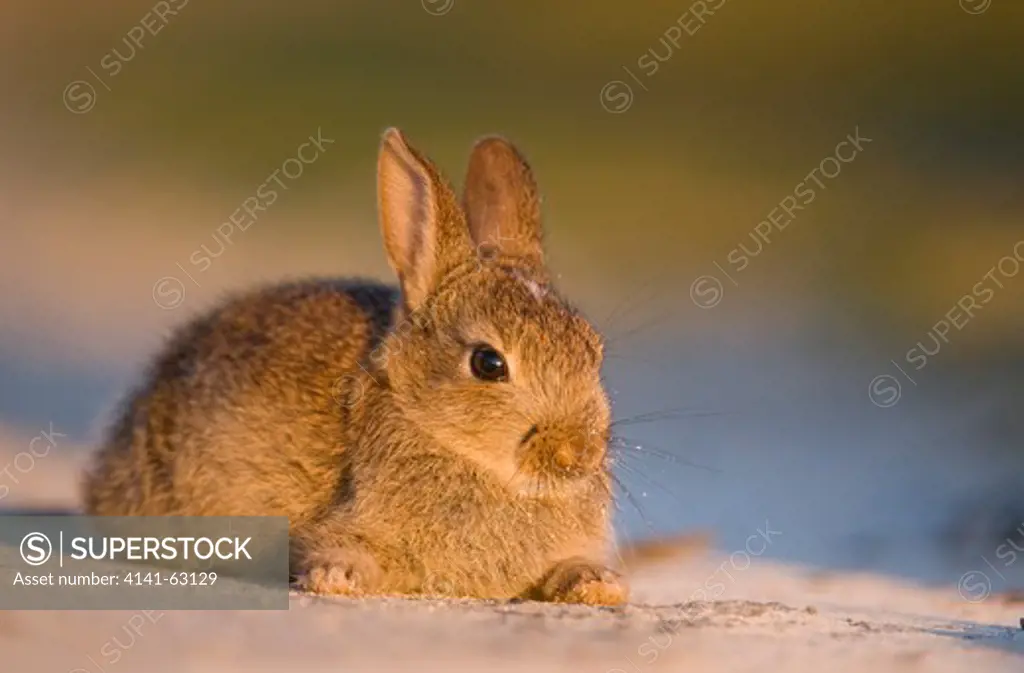 Rabbit Oryctolagus Cuniculus  Portrait Of A Young Rabbit Resting On A Sandy Track.   Isle Of Lewis, Scotland, Uk.