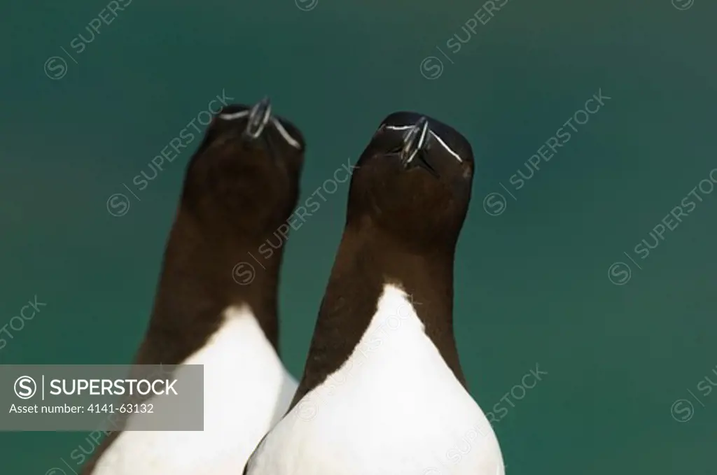 Razorbill Alca Torda  Two Adults Mimic Each Others Body Positions With A Backdrop Of Turquoise Seas.  Saltee Islands, Republic Of Ireland, Uk