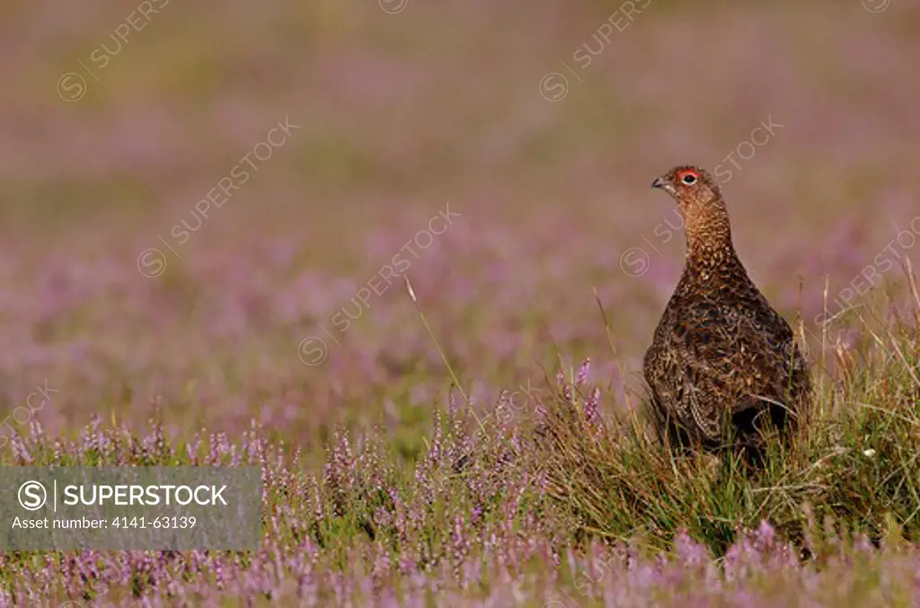 Red Grouse Lagopus Lagopus Scoticus  An Adult Male In Profile Among Flowering Heather.   Yorkshire Dales National Park, Yorkshire, Uk