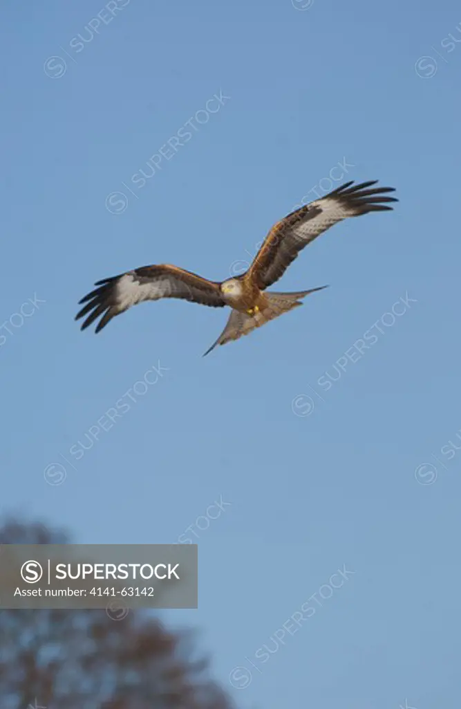 Red Kite Milvus Milvus  An Adult In Flight Over Snow Covered Ground.  Mid Wales, Uk