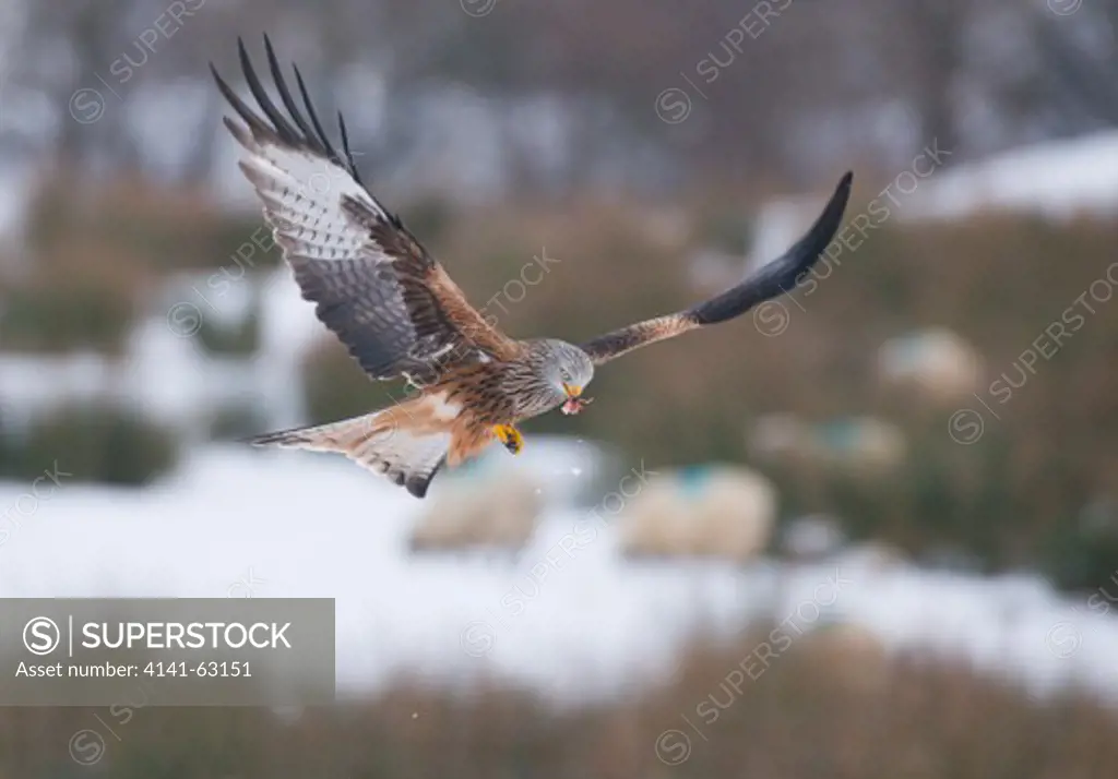 Red Kite Milvus Milvus  An Adult In Flight Over Snow Covered Fields Being Grazed By Sheep. February. Mid Wales, Uk