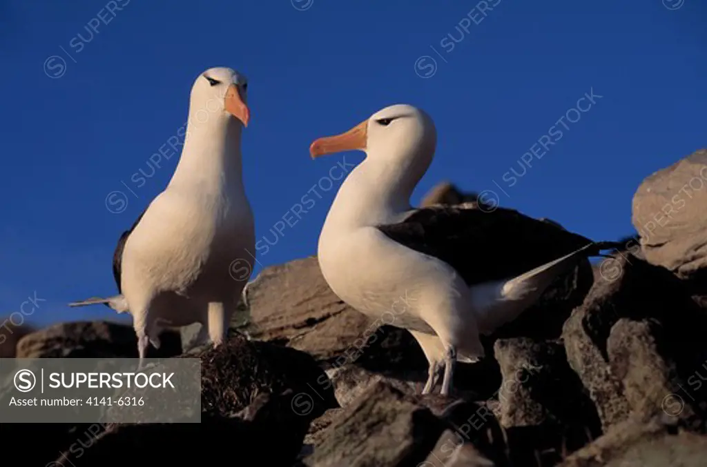 black-browed albatross thalassarche melanophris pair at nest falkland islands, south atlantic ocean