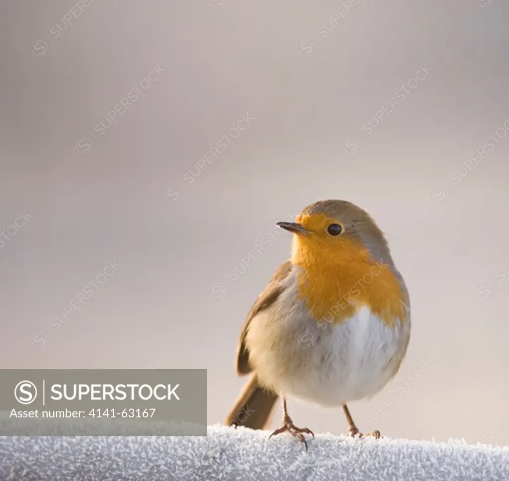 Robin Erithacus Rubecula  Portrait Of An Adult On A Frost Covered Gate. January.   Scotland, Uk.