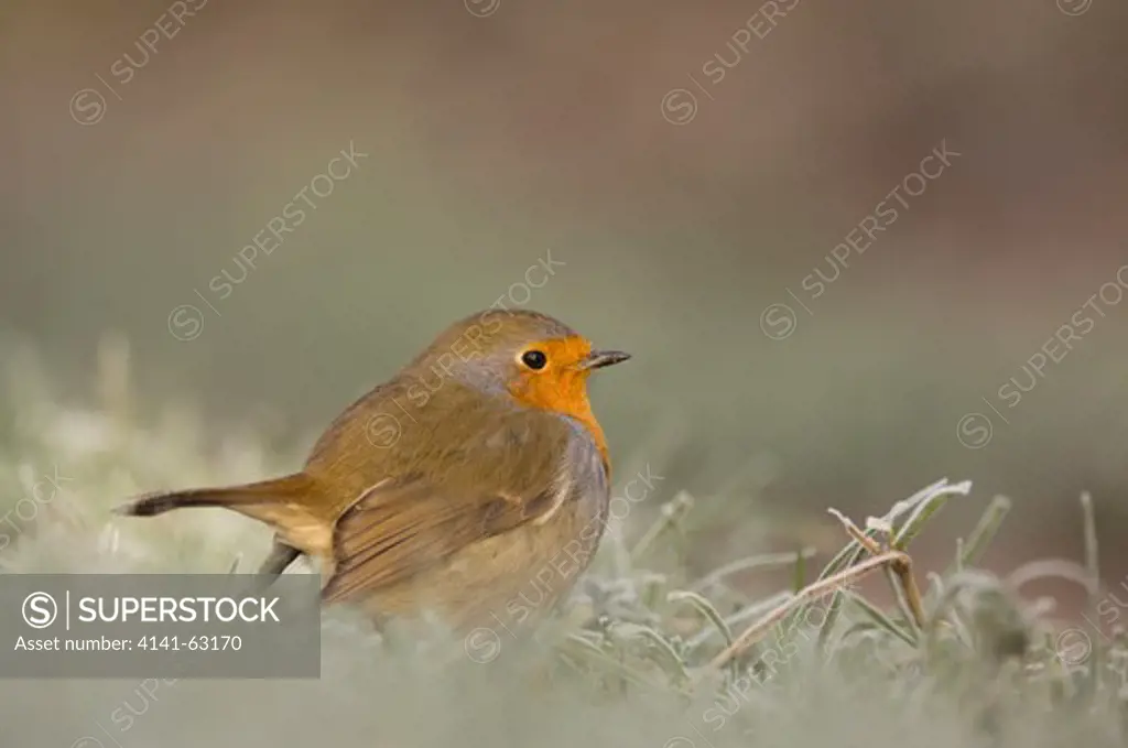 Robin Erithacus Rubecula  Portrait Of An Adult On Frost Covered Ground. January.   Scotland, Uk.