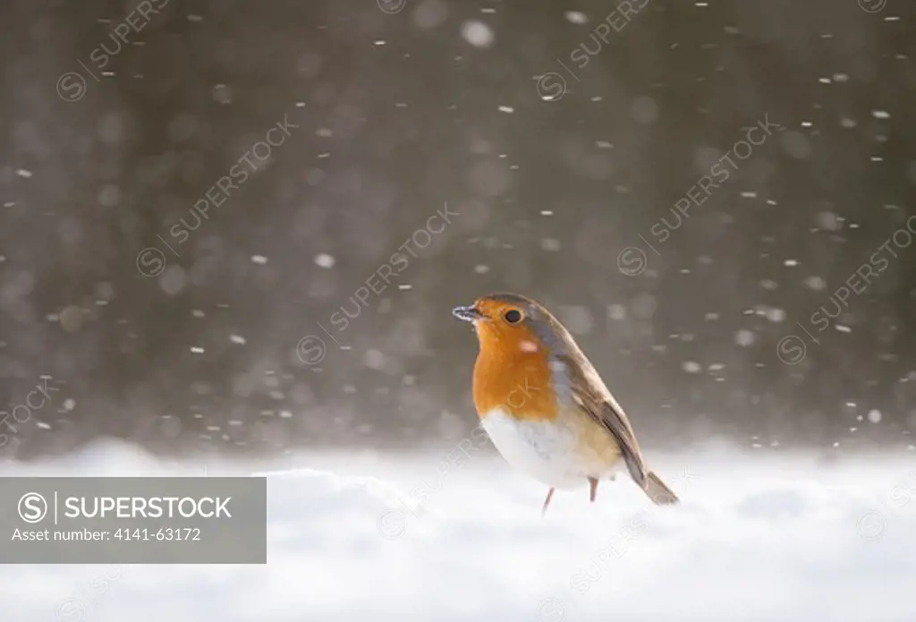 Robin Erithacus Rubecula  Profile Of An Adult In The Snow During A Blizzard. January.   Derbyshire, Uk.