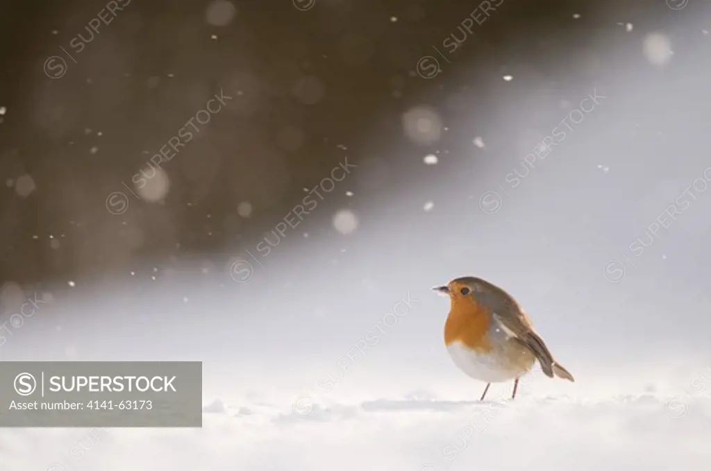 Robin Erithacus Rubecula  Portrait Of An Adult Foraging Among Wind Blown Snow. January.   Derbyshire, Uk.