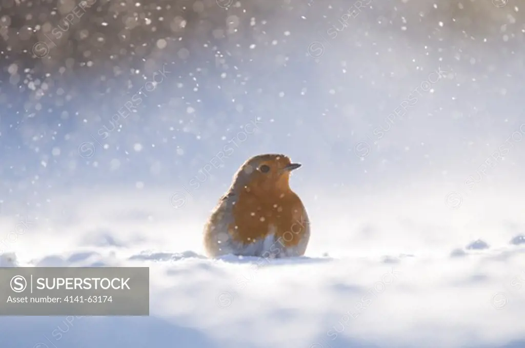 Robin Erithacus Rubecula  Portrait Of An Adult Foraging Among Wind Blown Snow. January.   Derbyshire, Uk.