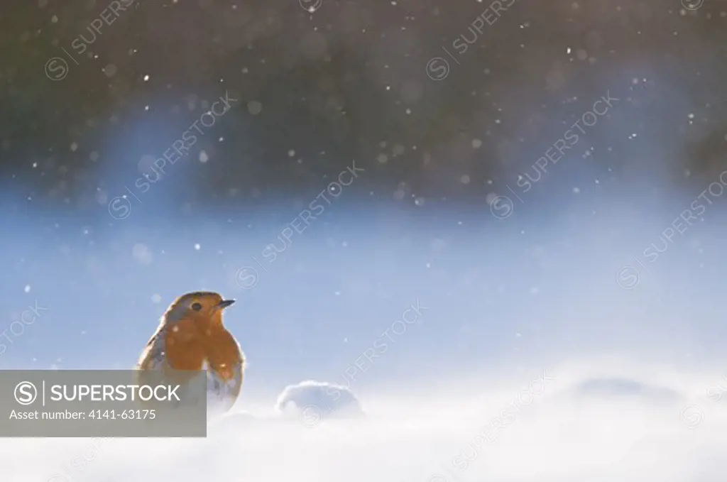 Robin Erithacus Rubecula  Portrait Of An Adult, Backlit By Evening Light, Among Wind Blown Snow. January.   Derbyshire, Uk.