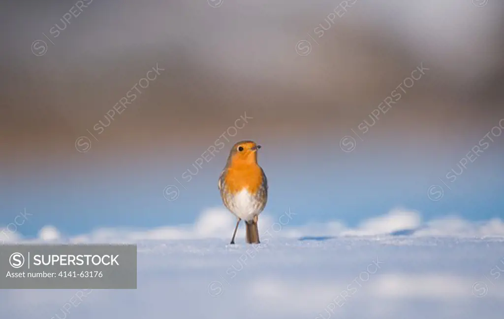 Robin Erithacus Rubecula  Portrait Of An Adult Standing Alert On Snow Coverd Ground.   Derbyshire, Uk.