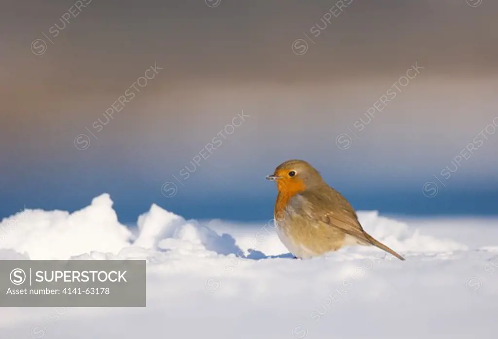 Robin Erithacus Rubecula  Portrait Of An Adult On Snow Covered Ground. January.   Derbyshire, Uk.