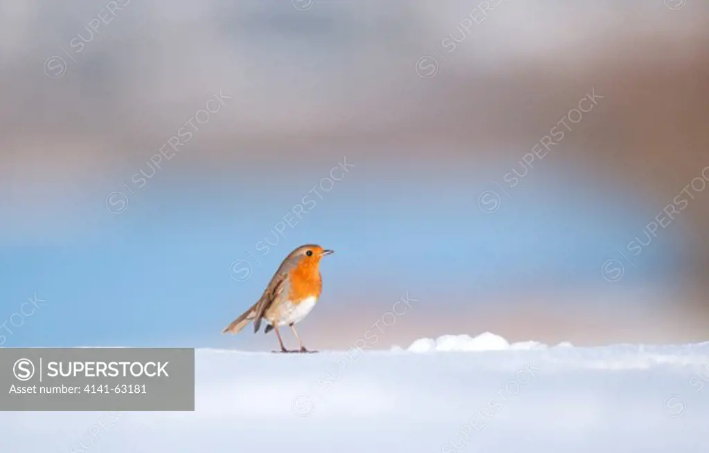 Robin Erithacus Rubecula  Portrait Of An Adult Perched On Snow Covered Ground. January.   Derbyshire, Uk.