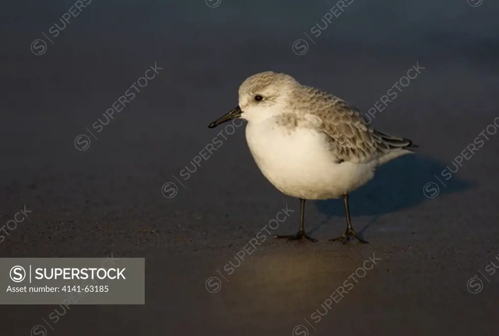 Sanderling Calidris Alba  An Adult Pauses On A Beach In Golden Evening Light.  Lincolnshire, Uk