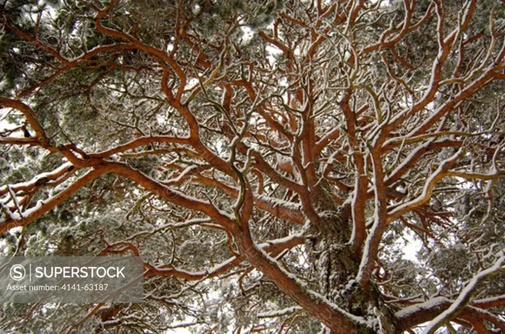 Scots Pine Pinus Sylvestris  View From Below Of A Mature Tree Covered In Snow. February.   Cairngorms National Park, Scotland, Uk.