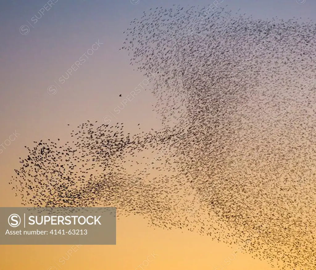 Starling Sturnus Vulgaris  Thousands Of Starlings Form An Arc Around A Predatory Peregrine Falcon As They Move Collectively To Avoid It.   Scottish Borders, Scotland, Uk