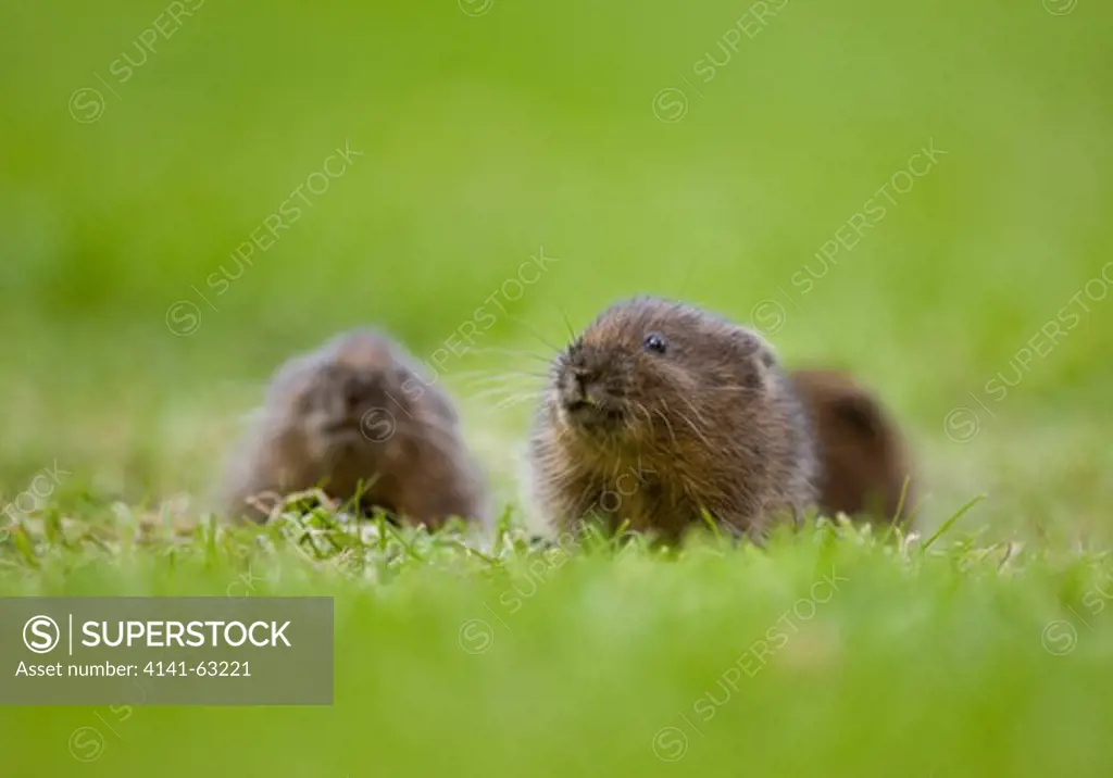 Water Vole Arvicola Terrestris  Three Baby Water Voles Emerge Cautiously To Feed On A Lawn.  Derbyshire, Uk